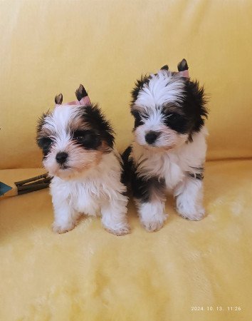 Yorkshire terrier yorki biewer