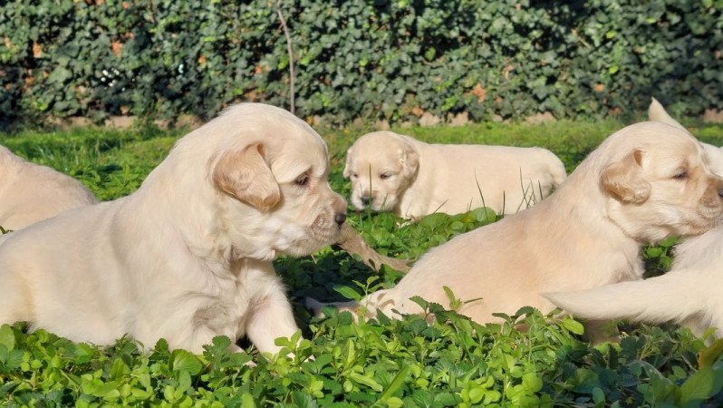 Golden Retriever