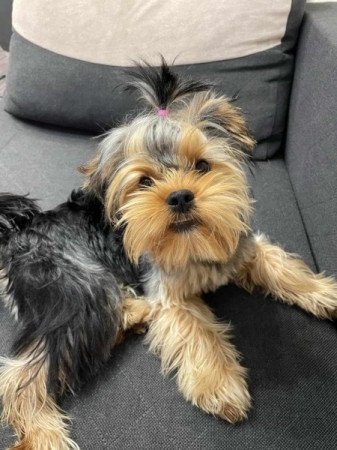 Yorkshire terrier