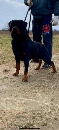 Rottweiler