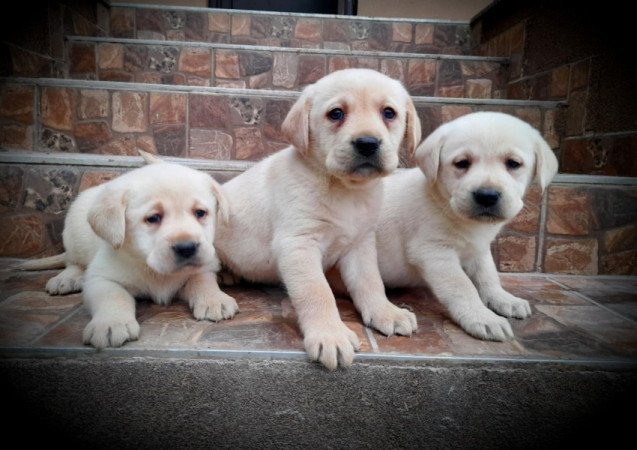 Labrador retriever