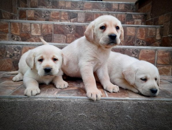 Labrador retriever