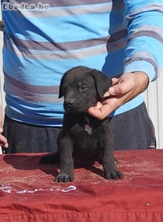 Cane corso