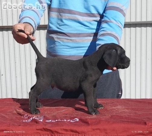 Cane corso