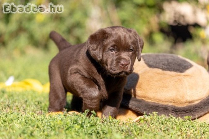 Barna Labrador retriever törzskönyves kiskutyák