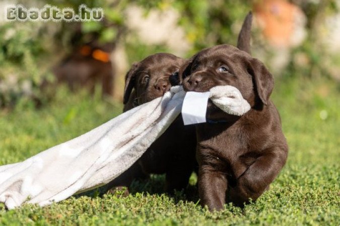 Barna Labrador retriever törzskönyves kiskutyák