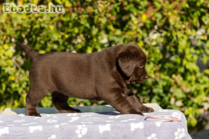 Barna Labrador retriever törzskönyves kiskutyák