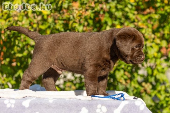 Barna Labrador retriever törzskönyves kiskutyák