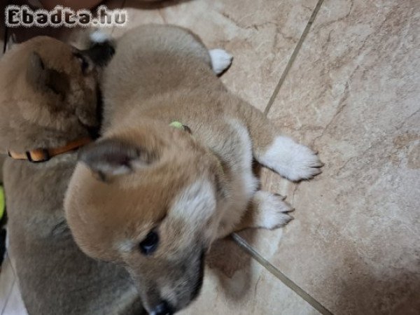 Shiba inu kislányok