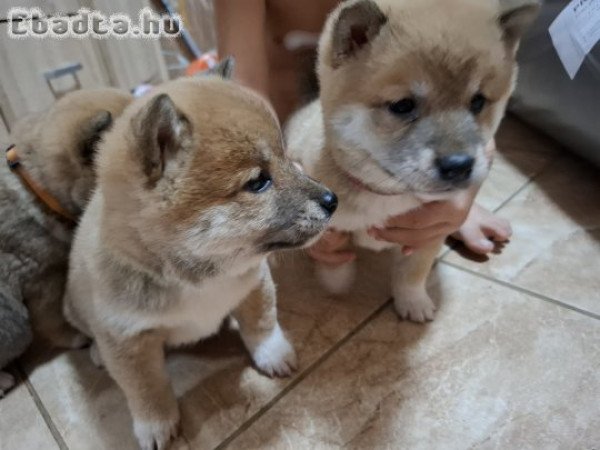 Shiba inu kislányok