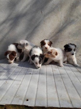 Border collie