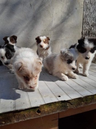 Border collie