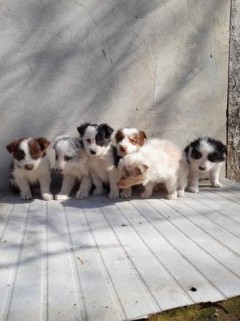 Border collie