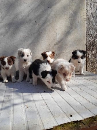 Border collie