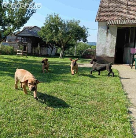 Boerboel-South African Mastiff