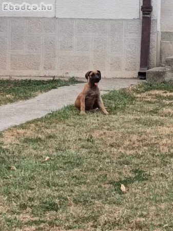 Boerboel-South African Mastiff