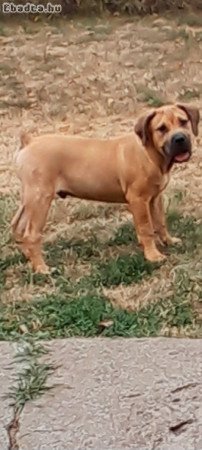 Boerboel-South African Mastiff