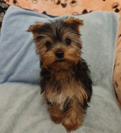 Yorkshire terrier