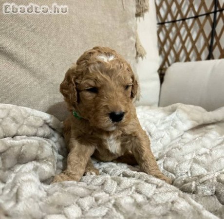 Adorable yorkie puppies for sale