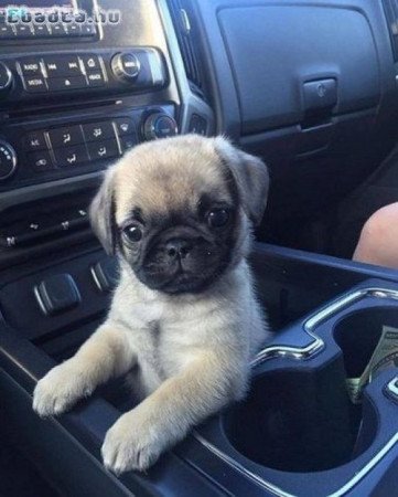 Pug puppies for sale