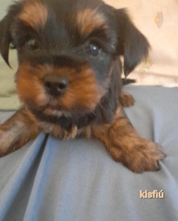 Yorkshire terrier