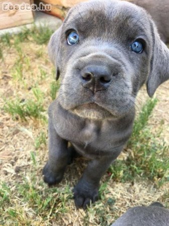 Cane corso puppies for sale