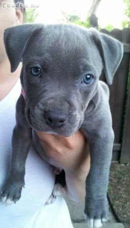 Cane corso puppies for sale