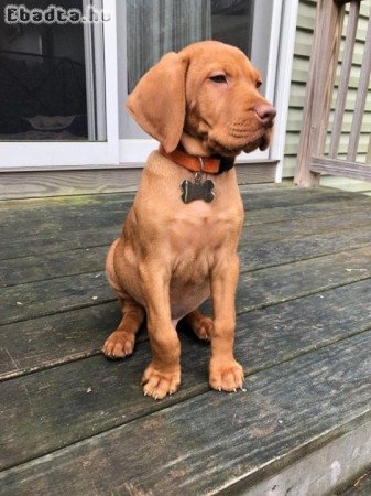 Vizsla puppies for sale