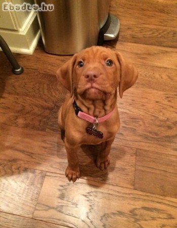 Vizsla puppies for sale