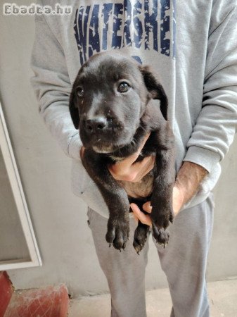 Cane Corso kiskutyák új gazdájikat keresik