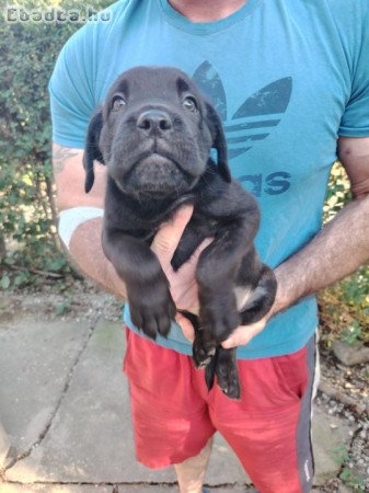 Cane Corso kiskutyák új gazdájikat keresik