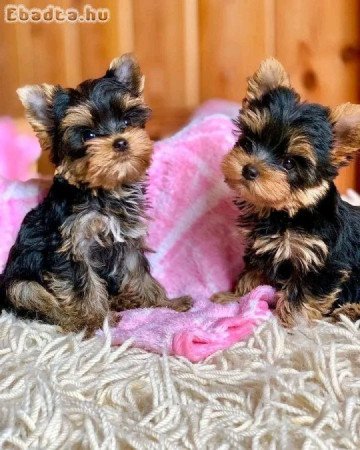 Yorkie puppy available for adoption and Re-homeing