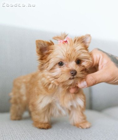 Golden Yorkie puppy for sale