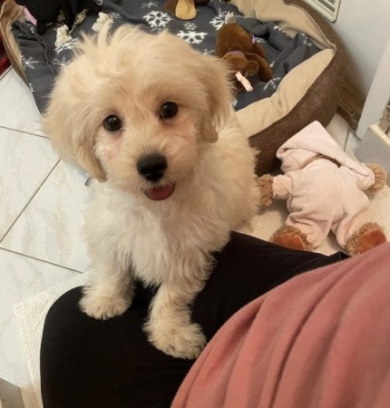 Maltipoo maltai ed torpe uszkar