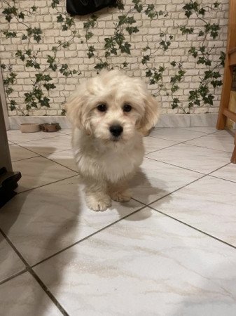 Maltipoo maltai ed torpe uszkar