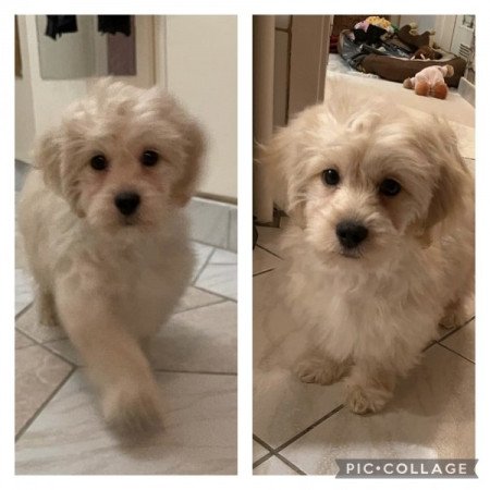 Maltipoo maltai ed torpe uszkar