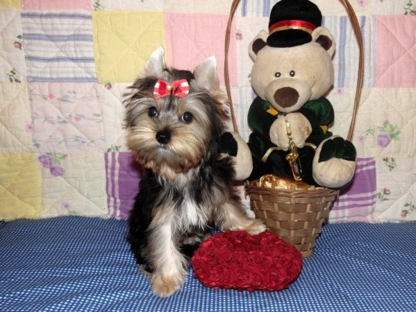 Yorkshire Terrier, Yorki