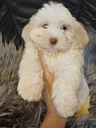 bichon havanese