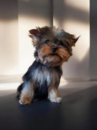 Yorkshire Terrier