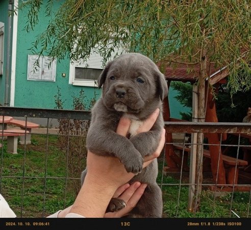 Cane Corso