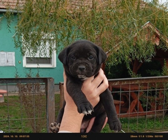 Cane Corso