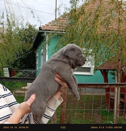 Cane Corso