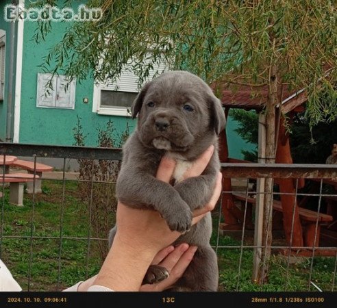 Cane Corso kislányok