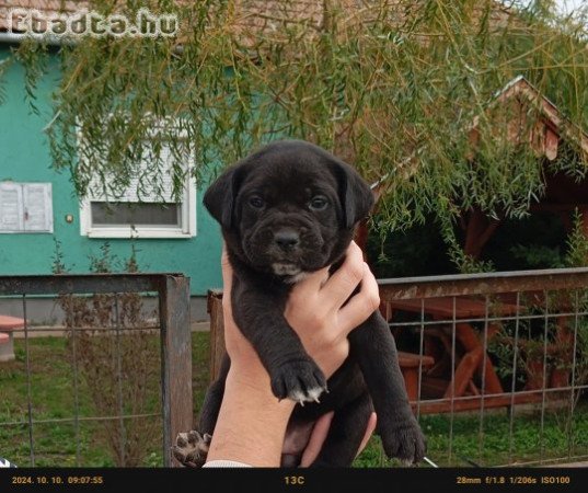 Cane Corso kislányok