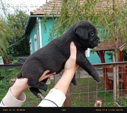 Cane Corso kislányok