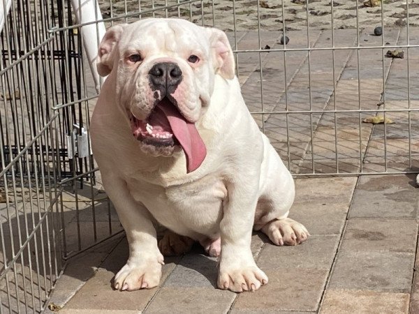 Angol bulldog