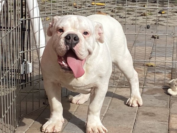 Angol bulldog