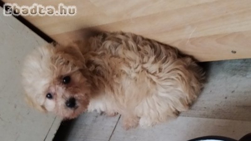 Bichon havanese kiskutyák