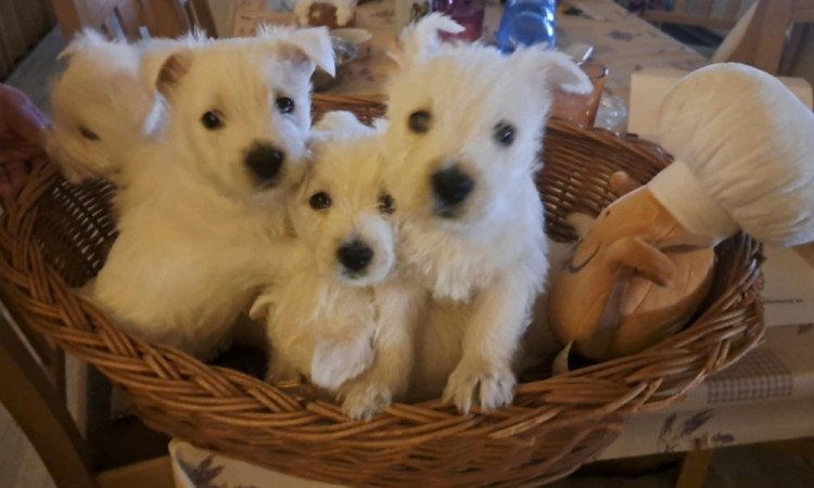 West highland white terrier