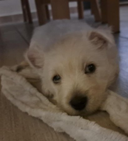 West highland white terrier